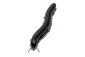 Spiropoeus fischeri adult